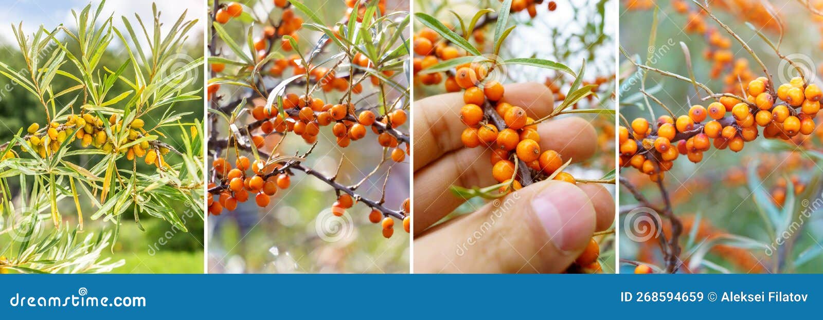 sea buckthorn harvesting collage. sea buckthorn in garden. collage, panorama, format