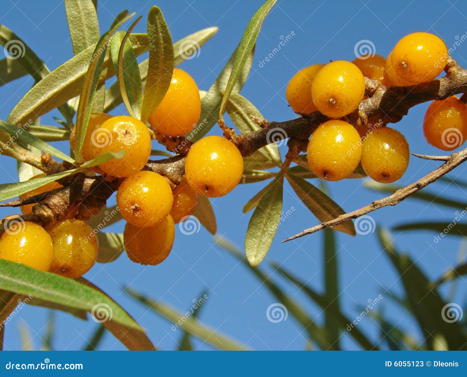 sea buckthorn (hippophae rhamnoides)