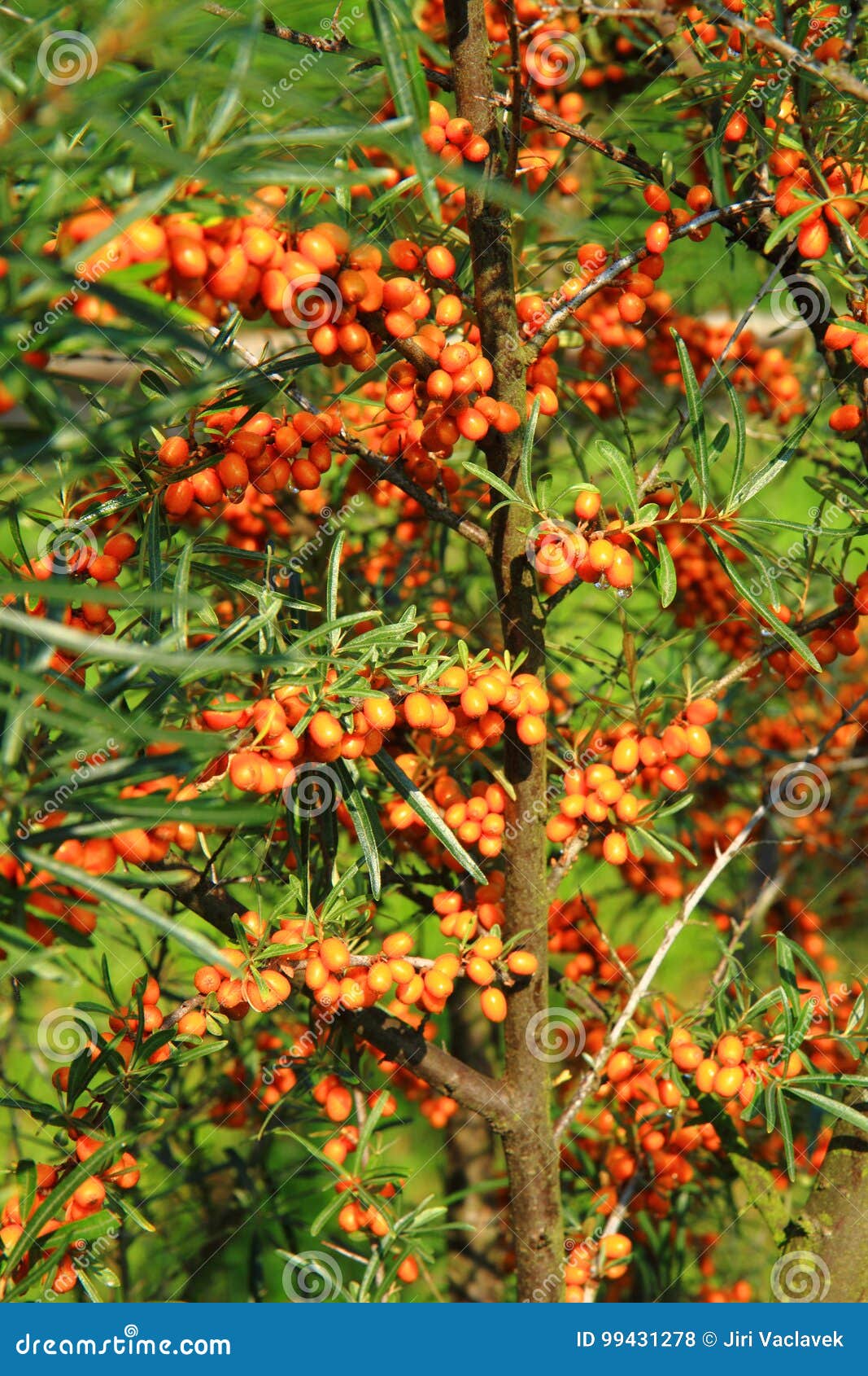 Sea Buckthorn Plant with Fruits Stock Photo   Image of green ...