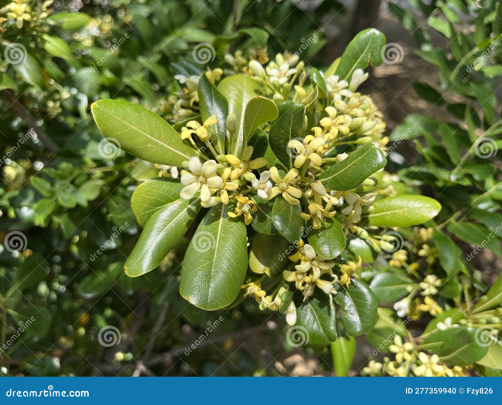 sea camphor is an evergreen tree native to southeastern and southern china