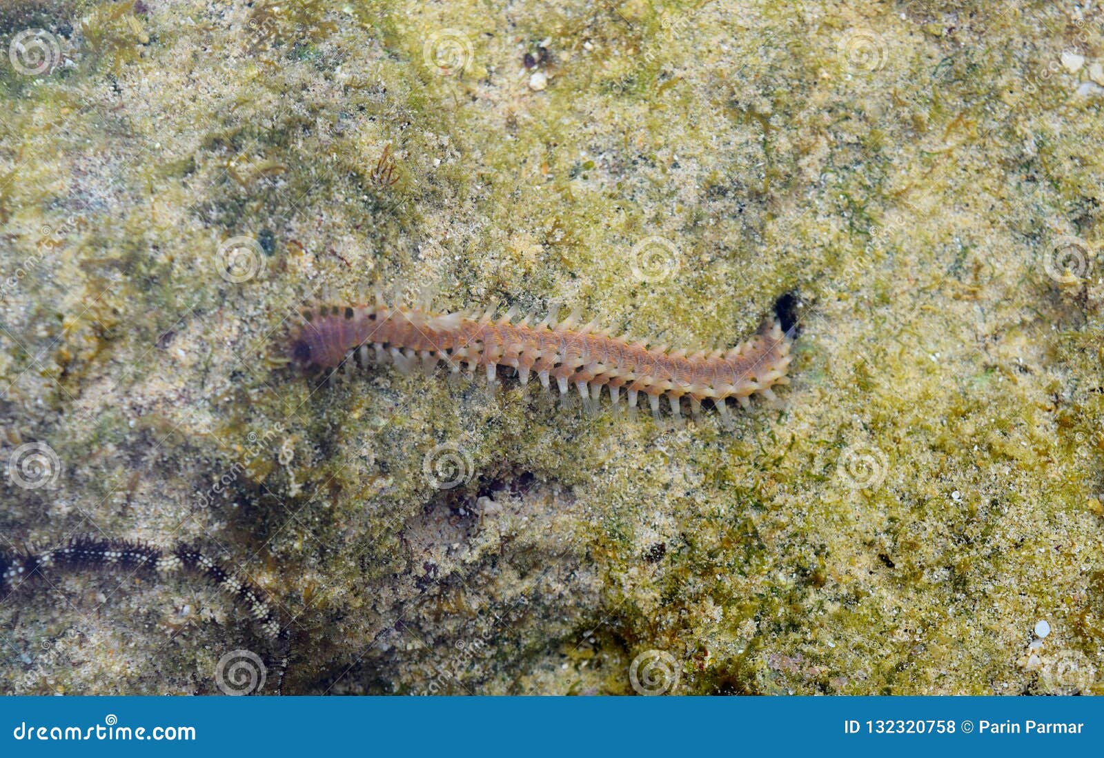 A Sea Centipede Bristle Worm Polychaete Crawling Over Coral Stone In Intertidal Zone Marine Life Stock Photo Image Of India Creeping A Sea Centipede Bristle Worm Polychaete Crawling Over Coral Stone In Intertidal Zone Marine Life Stock Photo Image Of India Creeping