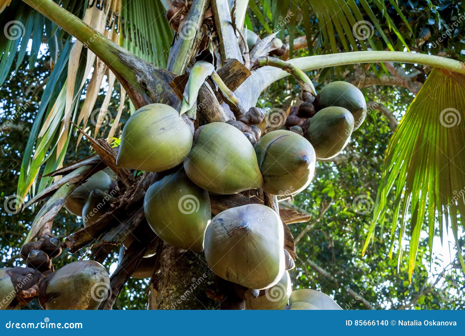 Sea coconut palm trees stock photo. Image of island, asia - 85666140
