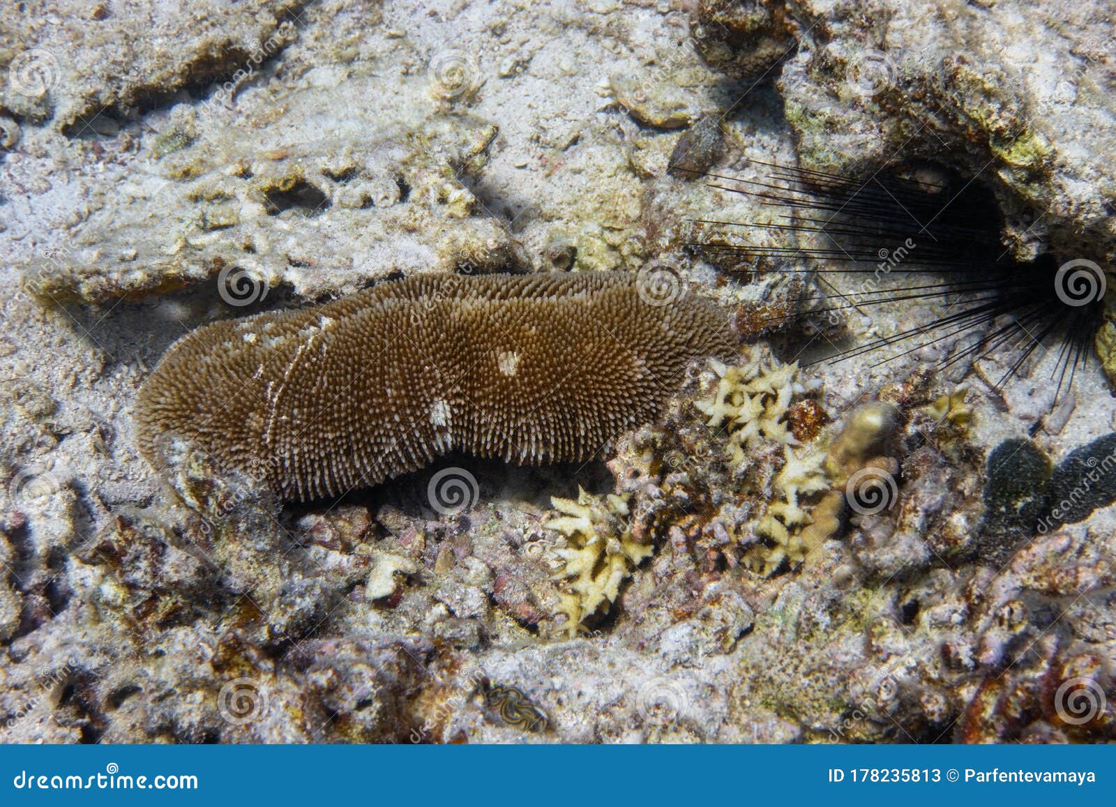 sea cucumber holothuroidea laying in the ocean floor, sea urchin diadema setosum hiden in the rock. marine echinoderm animal,