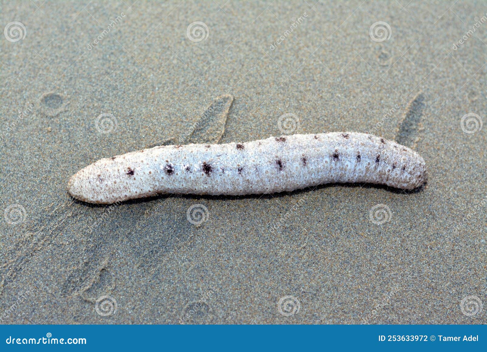 sea cucumber on the shallow sea floor on the beach, echinoderms from the class holothuroidea, marine animals