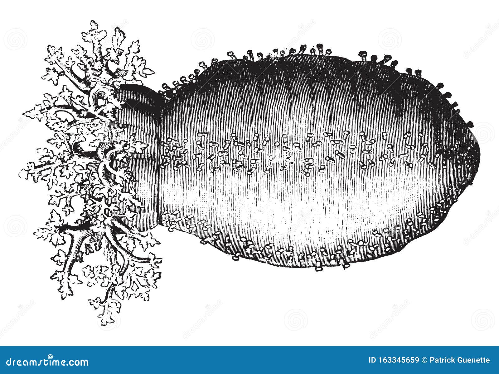 Sea Cucumber, Vintage Illustration Stock Vector Illustration of