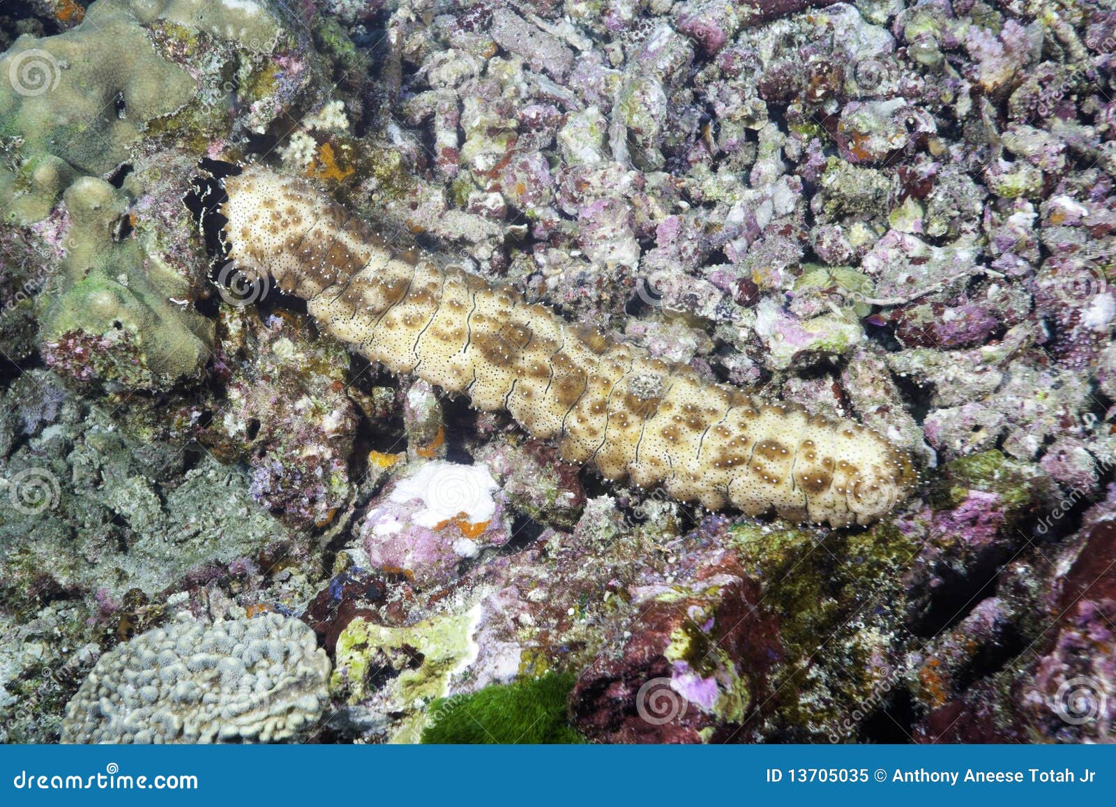 Sea Cucumbers (echinoderms) For Sale At Fish Market, South Korea