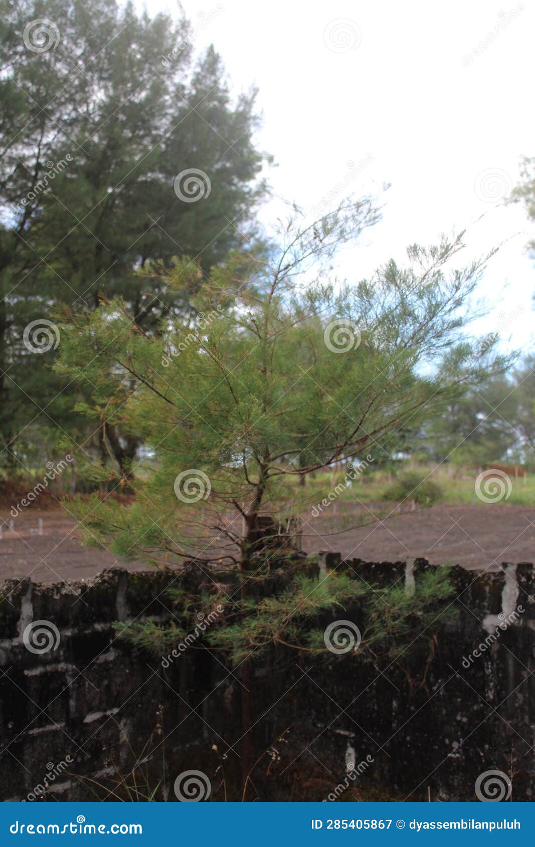 Sea Cypress is a Type of Cypress from the Casuarina Group. Stock Image