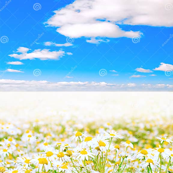 Sea of daisies stock photo. Image of bright, outdoor, horizon 6250658