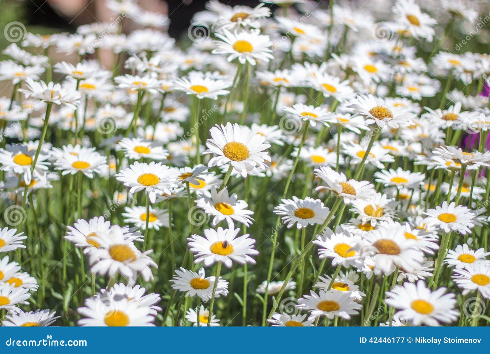 Sea of Daisy stock image. Image of enjoyment, freshness 42446177