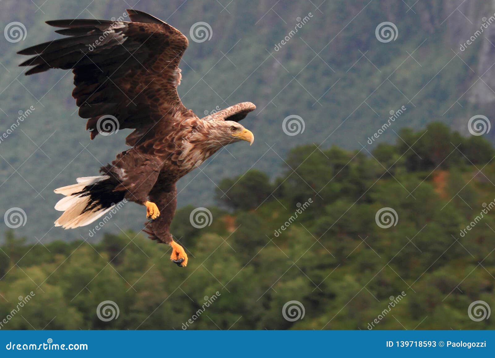 sea eagle landing asimmetrically in a fjord of lofoten