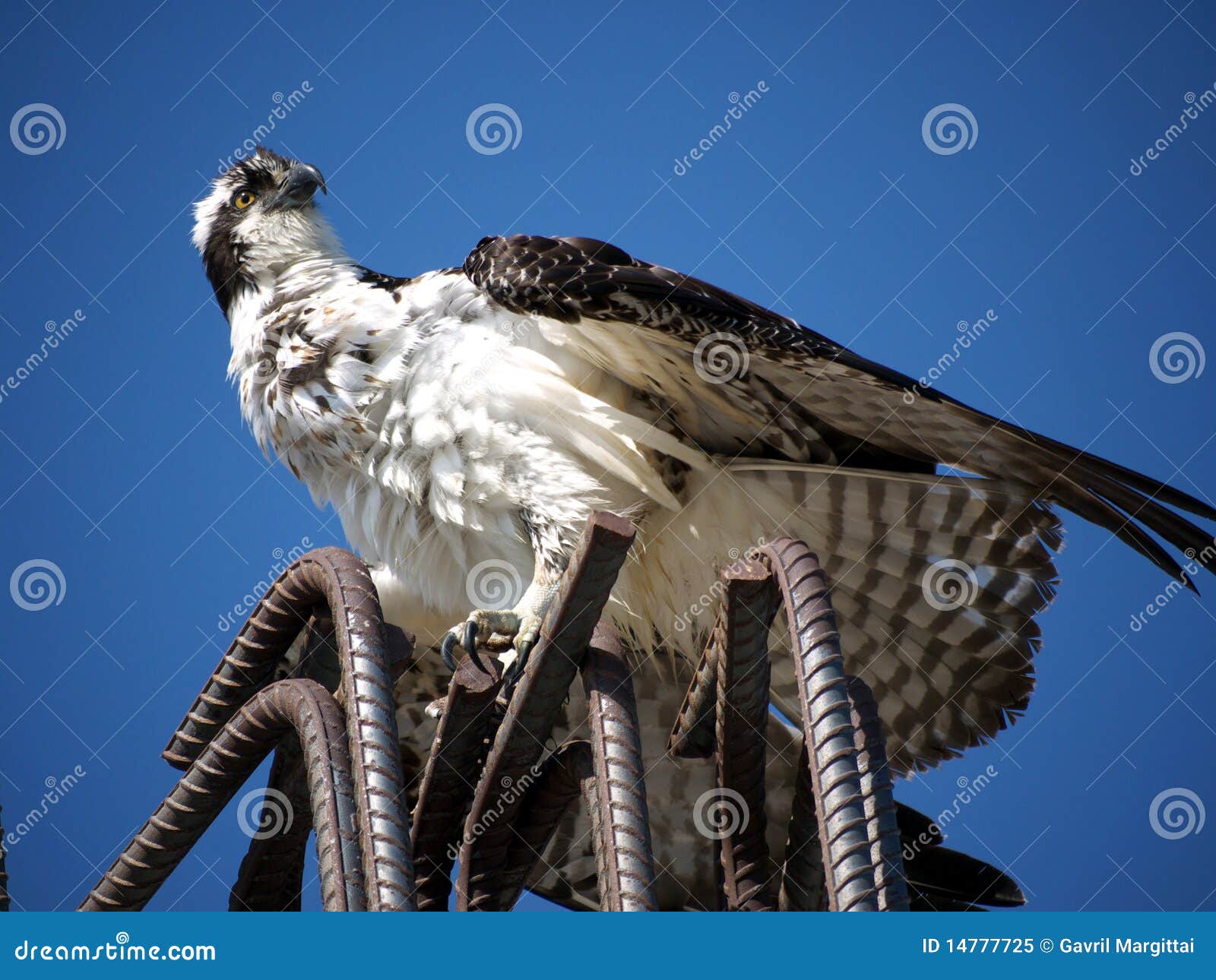 Sea Eagle Standing on Construction Iron Rods Stock Image Image of