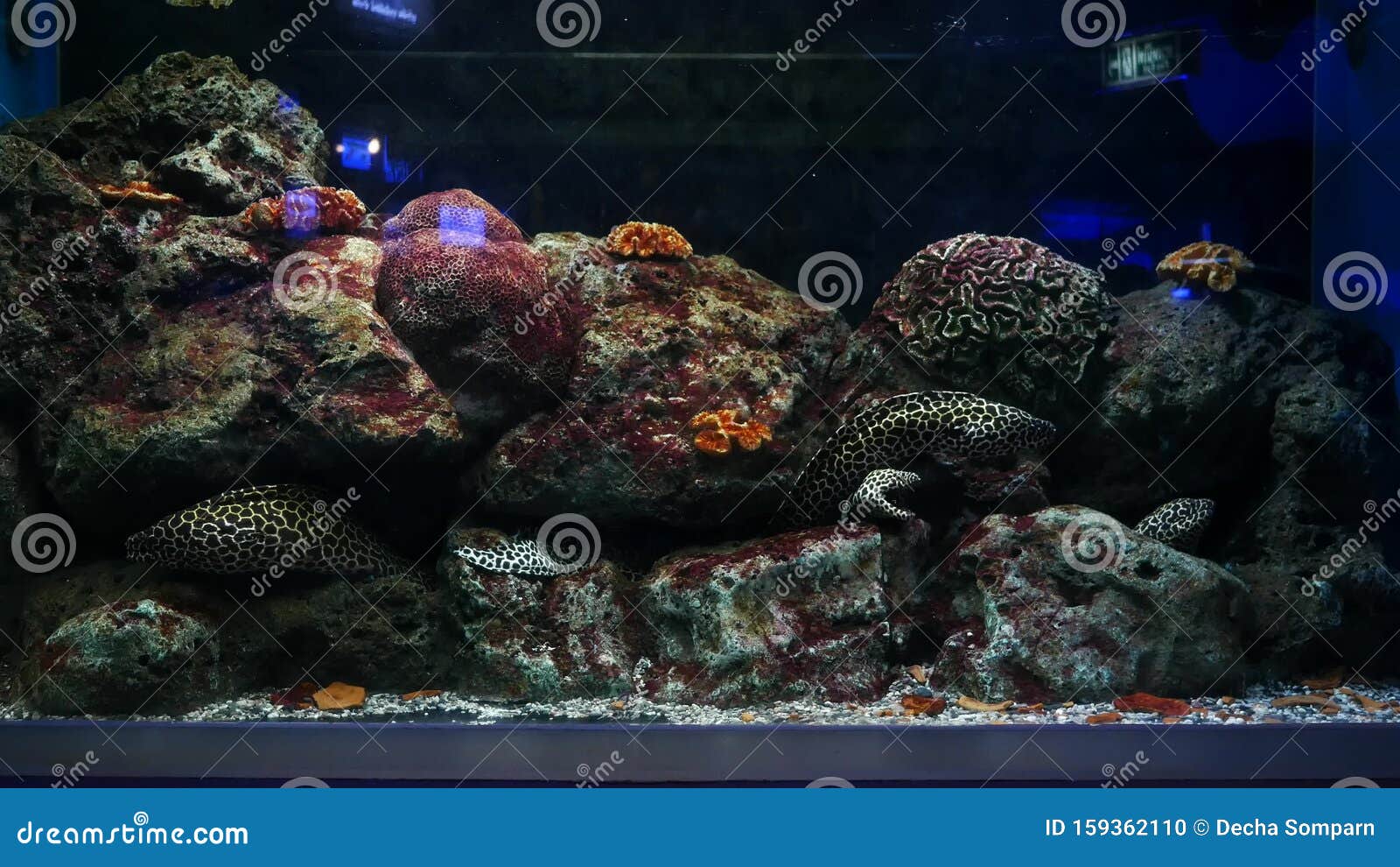 Sea eels in fish tank stock footage. Video of colorful - 159362110