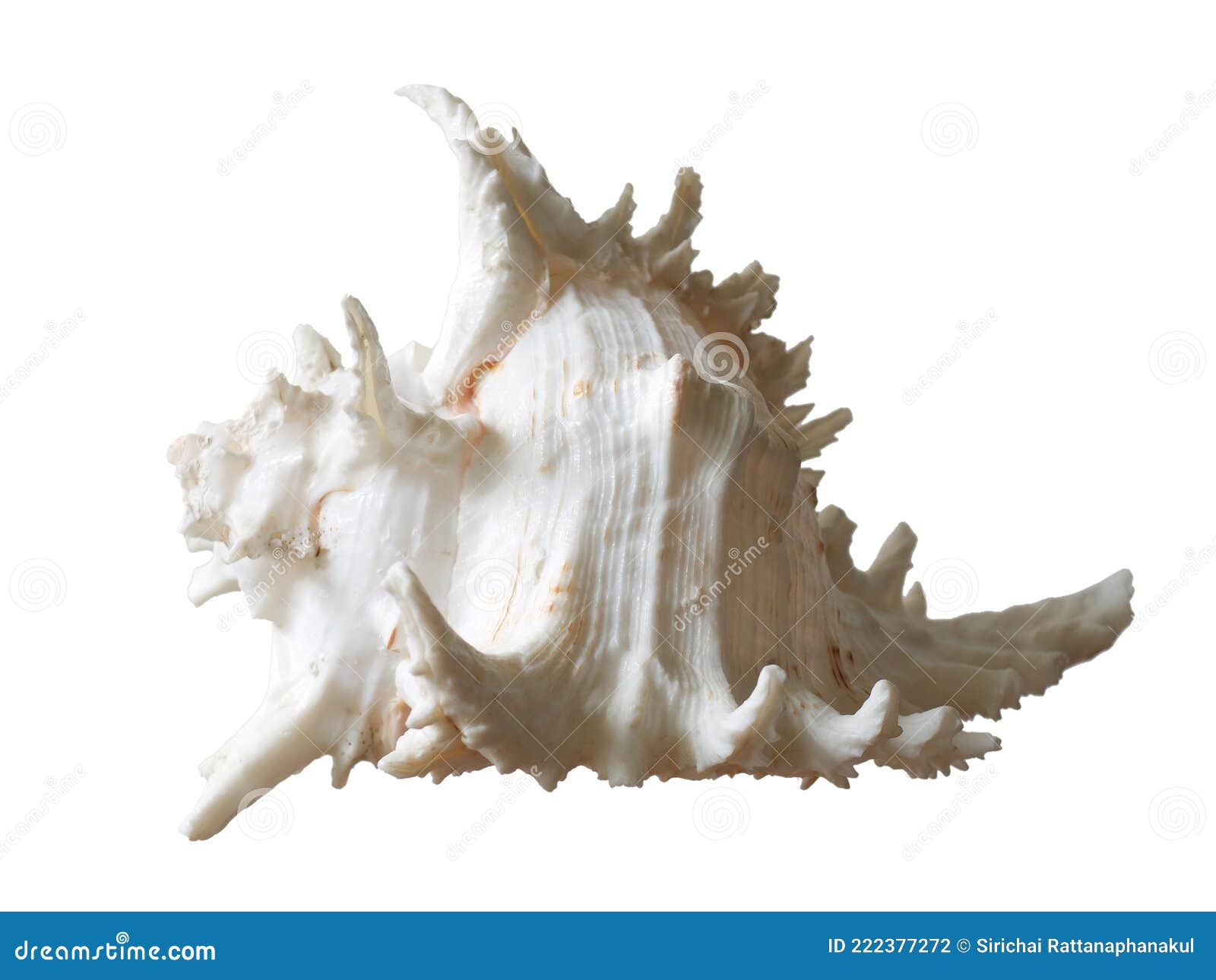 Sea Elements on White Background, Seashell, Conch Shell, Stock Photo