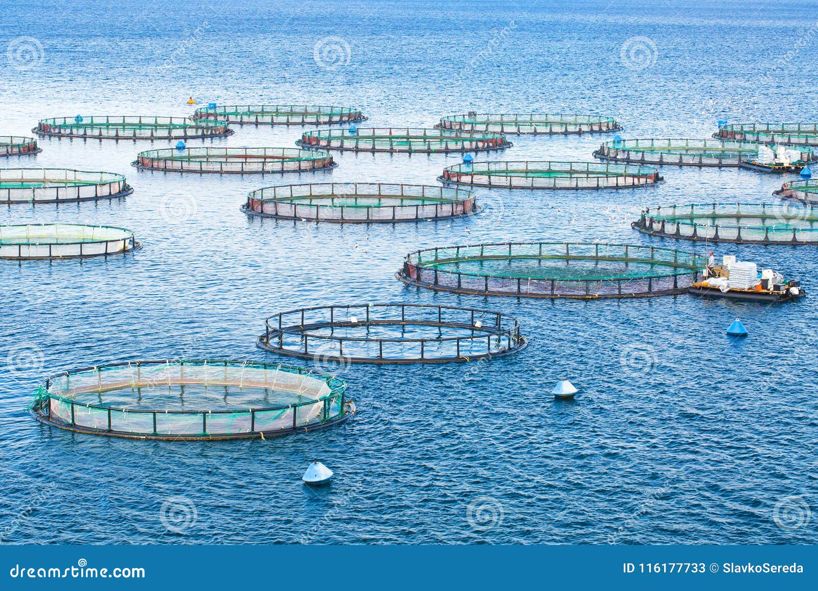 Sea Fish Farm. Cages for Fish Farming Dorado and Seabass. the Workers Feed  the Fish a Forage Stock Image - Image of bream, coastline: 116177733