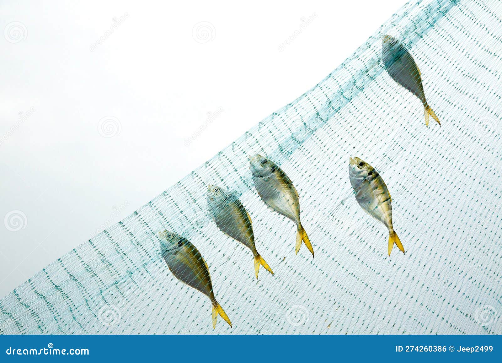 https://thumbs.dreamstime.com/z/sea-fish-nets-white-background-sea-fish-nets-white-background-274260386.jpg
