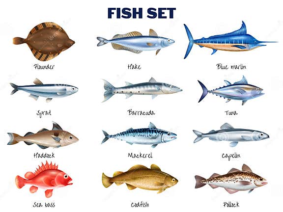 Sea Fish Set stock vector. Illustration of composition - 221700548