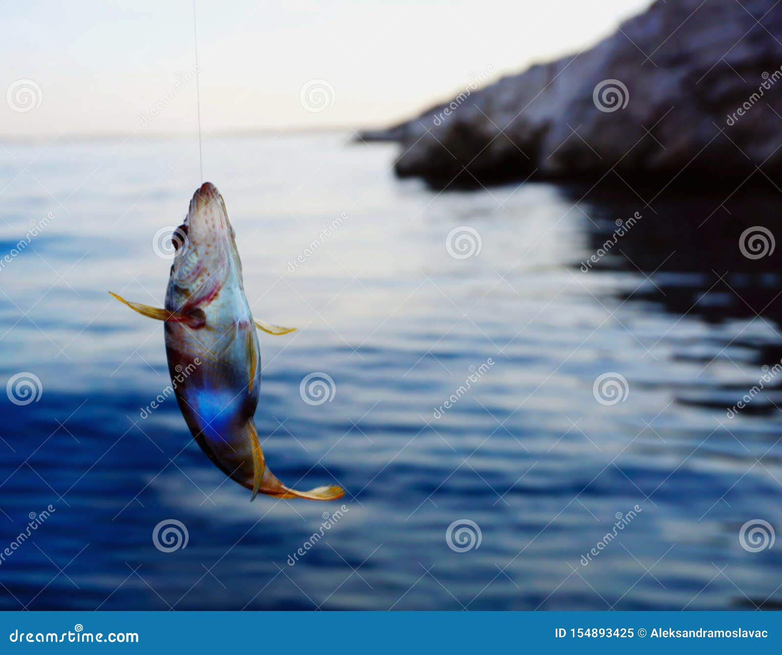 Sea Fish Serranus Scriba on a Fishing Thread Line Fished Above Sea Surface  Stock Image - Image of life, marine: 154893425