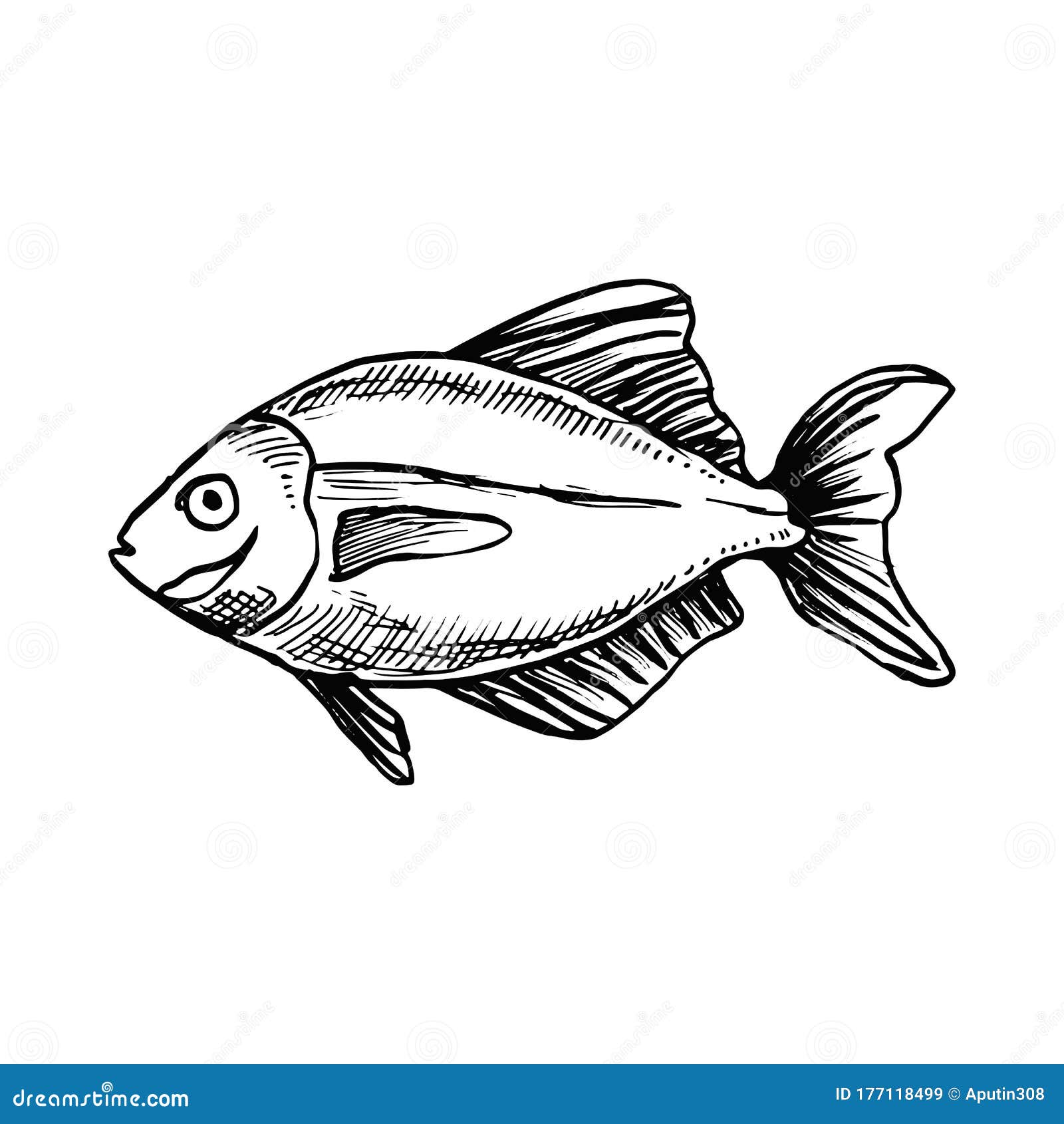 Sea Fish Sketch Drawing on a White Background Stock Vector