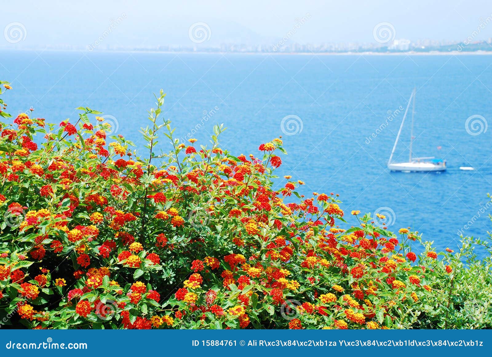 Sea and flowers stock image. Image of orange, blossom 15884761