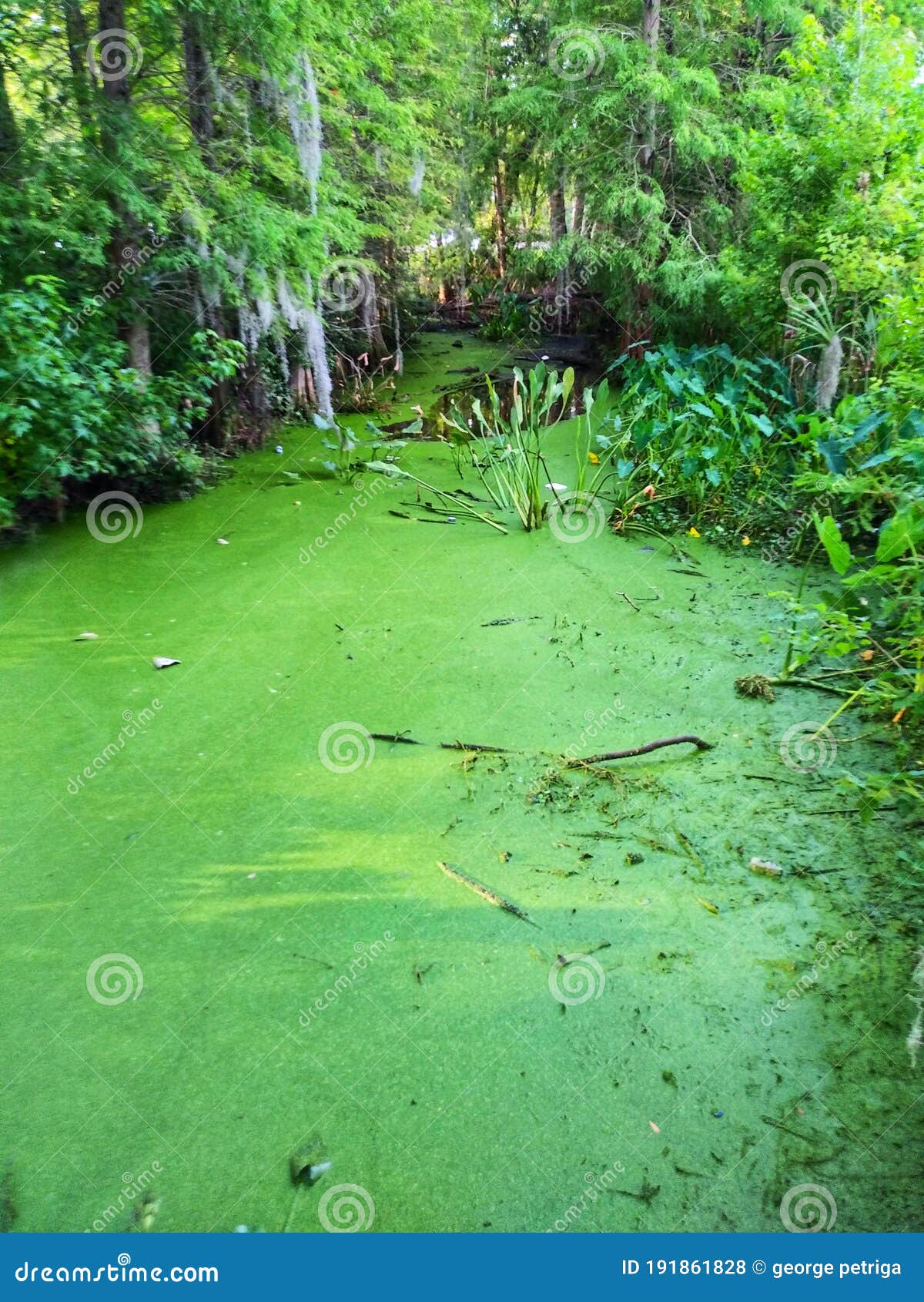 Sea foam forest stock photo. Image of foam, grass, jungle 191861828