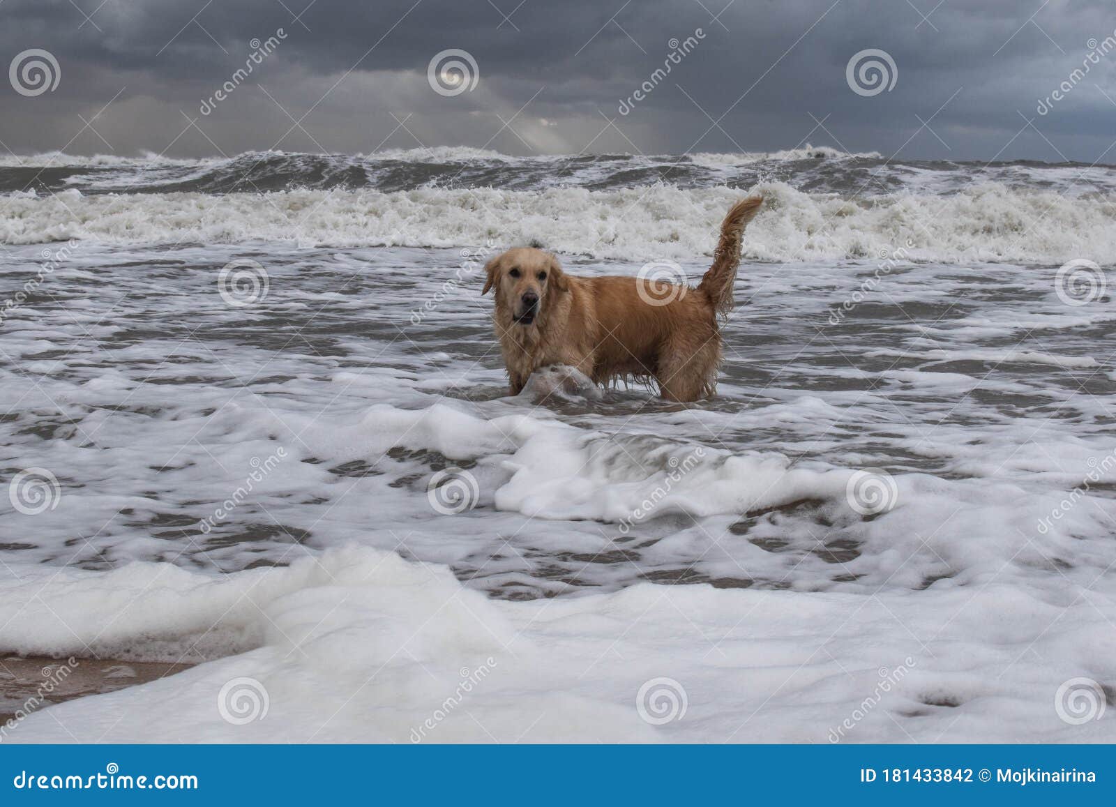 sea foam is the rarest phenomenon that can be seen on the coast by the sea or ocean and it bathes a dog, a storm and a dog in a st