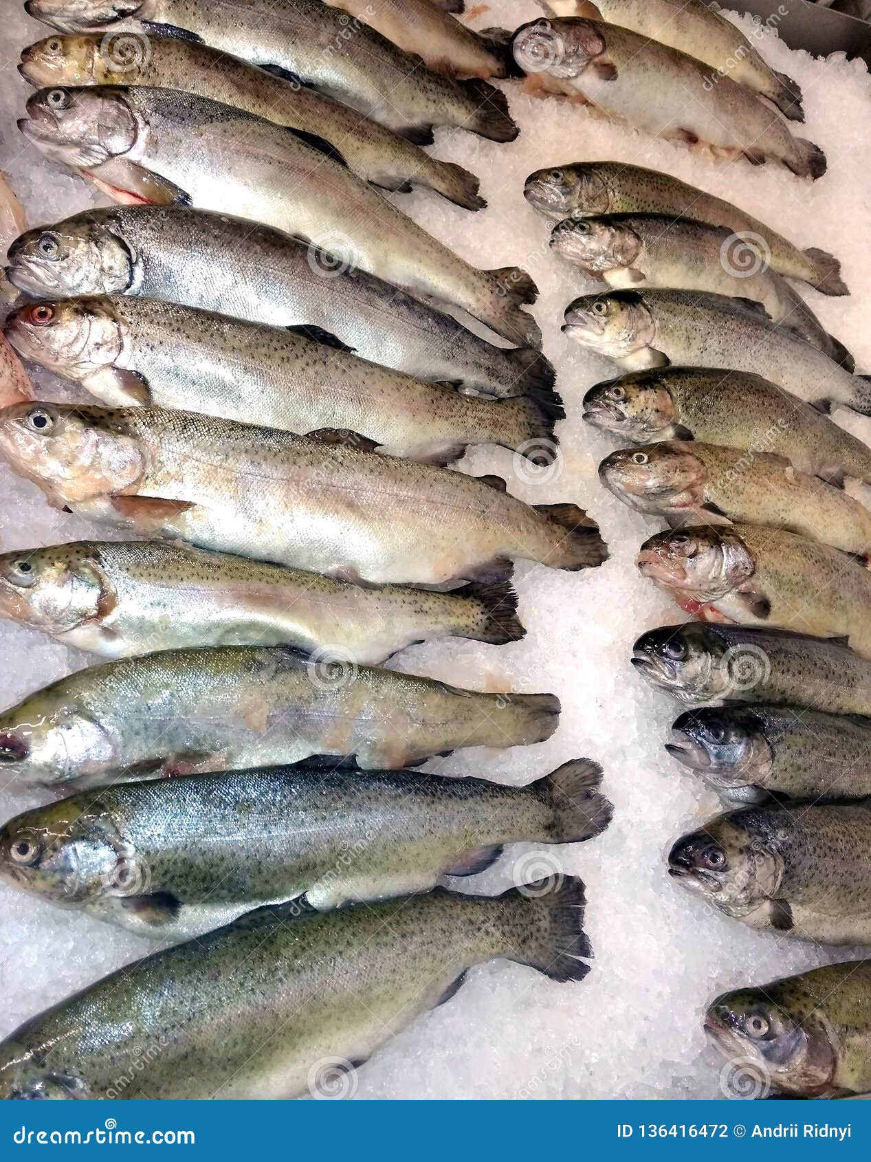 Sea Fresh Red White Fish Salmon Stock Photo Image of frozen