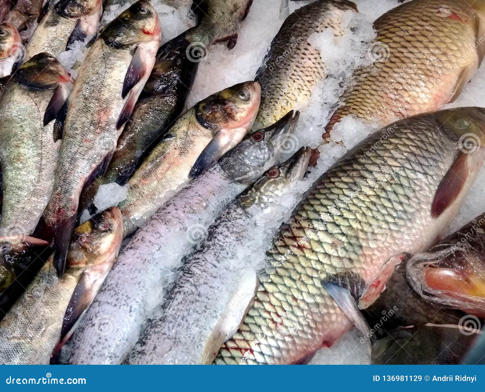 Sea Fresh Red White Fish Salmon Stock Image Image of horizontal