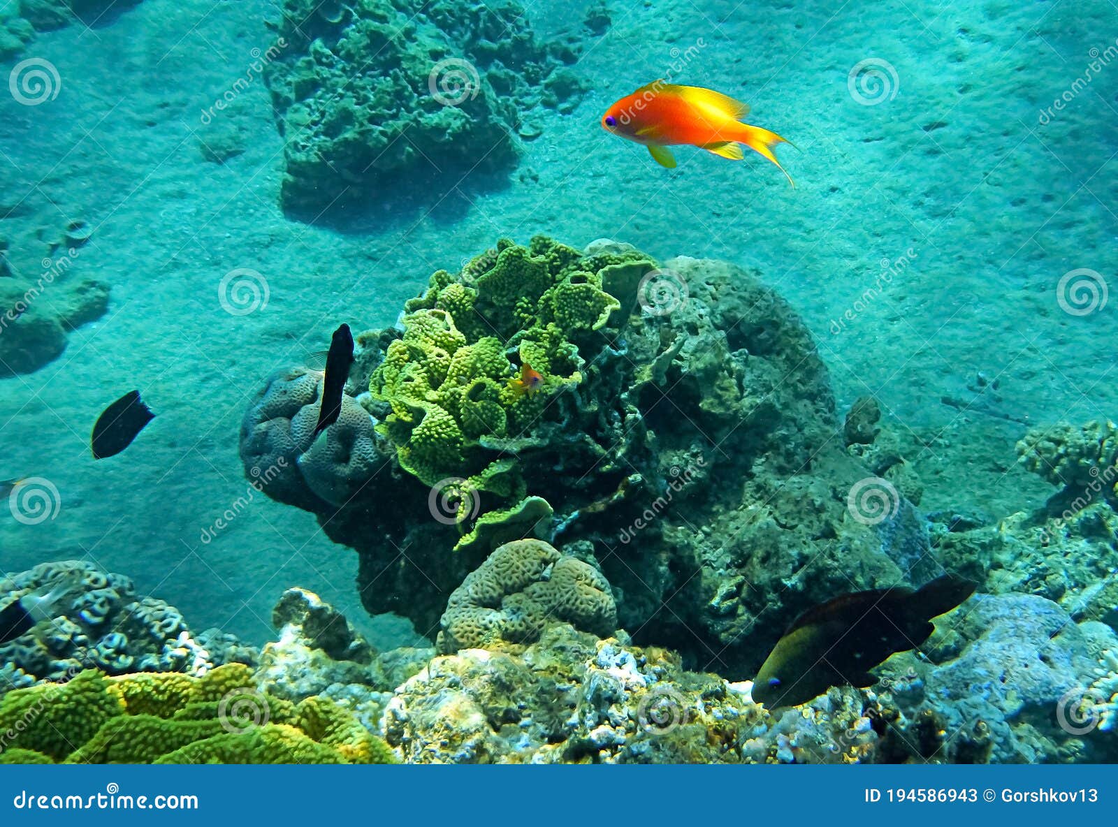 Sea Goldie or Goldfish Scalefin Anthias, Scientific Name is ...