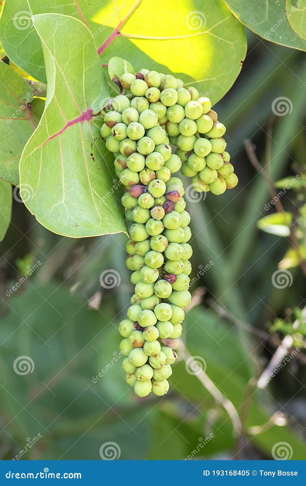 6 492 Sea Grape Photos Free Royalty Free Stock Photos From Dreamstime 6 492 Sea Grape Photos Free Royalty Free Stock Photos From Dreamstime