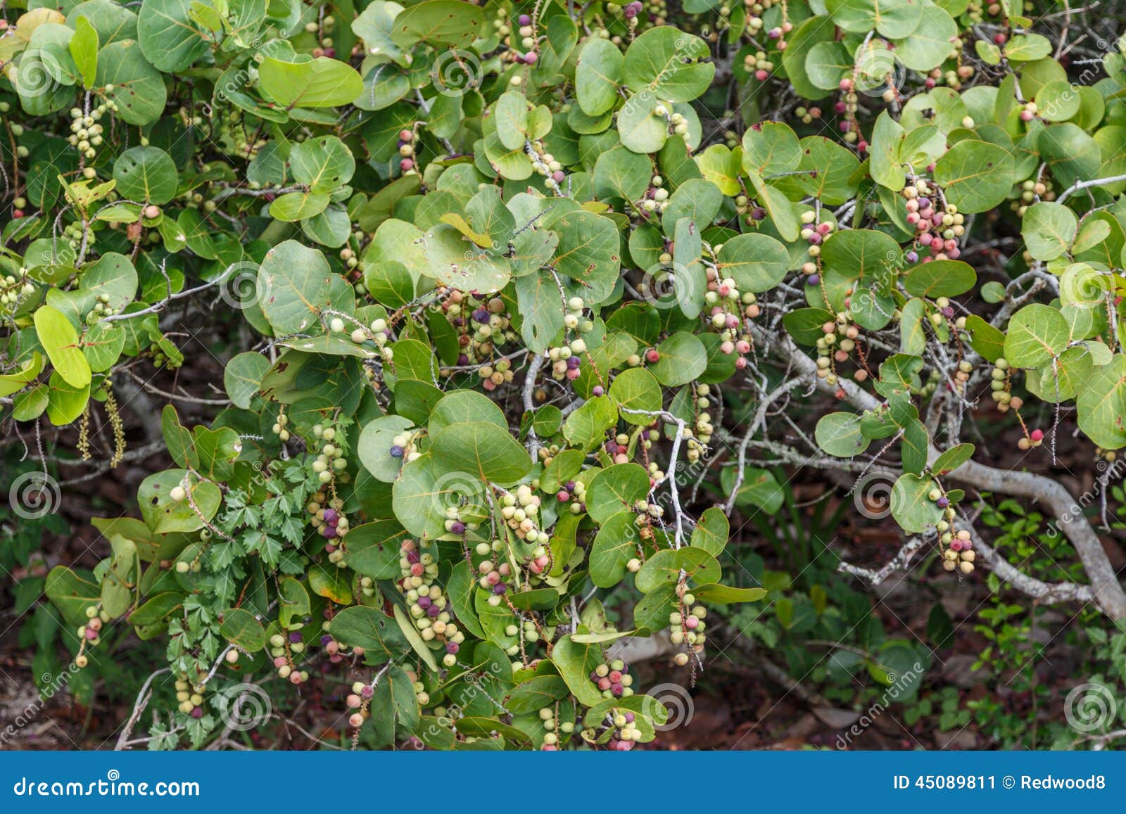 Sea Grapes stock image. Image of tropical, america, coastal 45089811