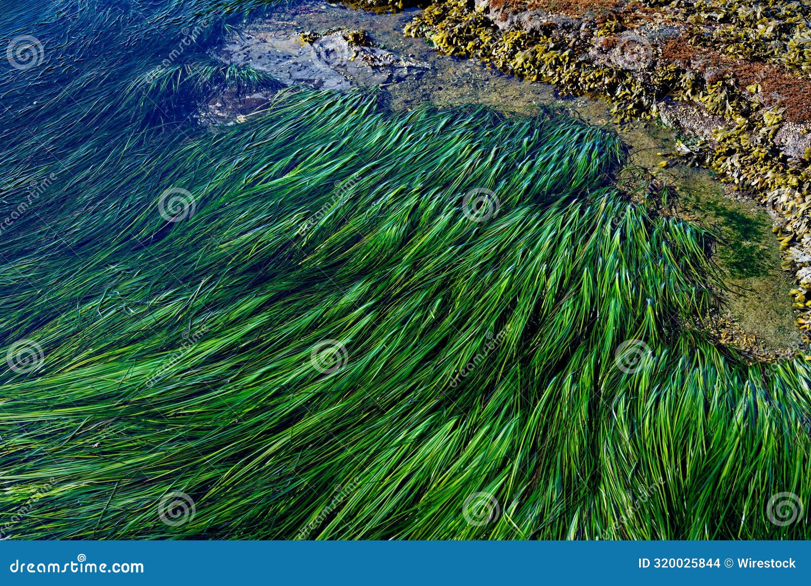 Sea Grass at Botanical Beach, Port Renfrew, British Columbia, Canada ...