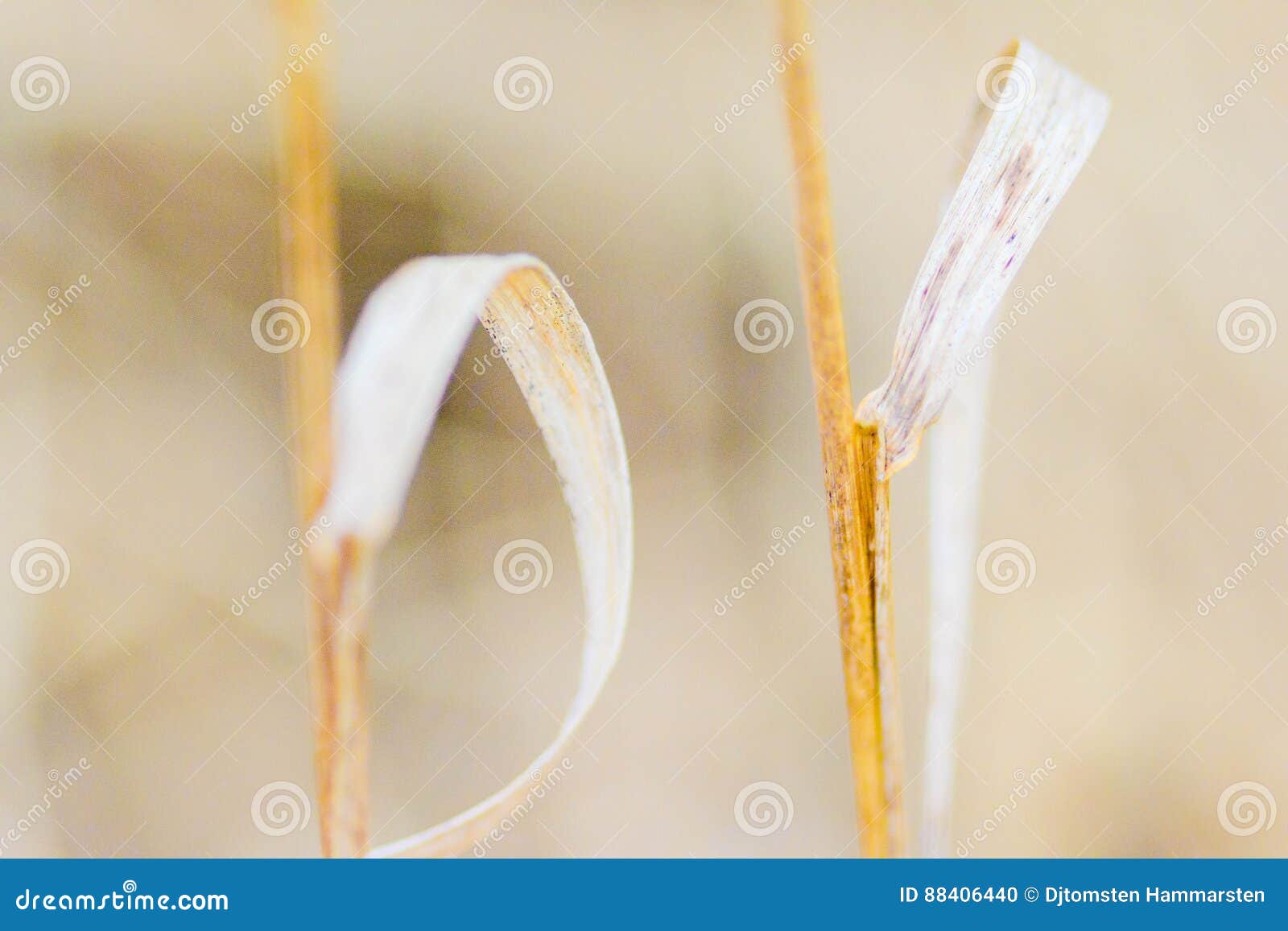 sea grass dots and bokhe