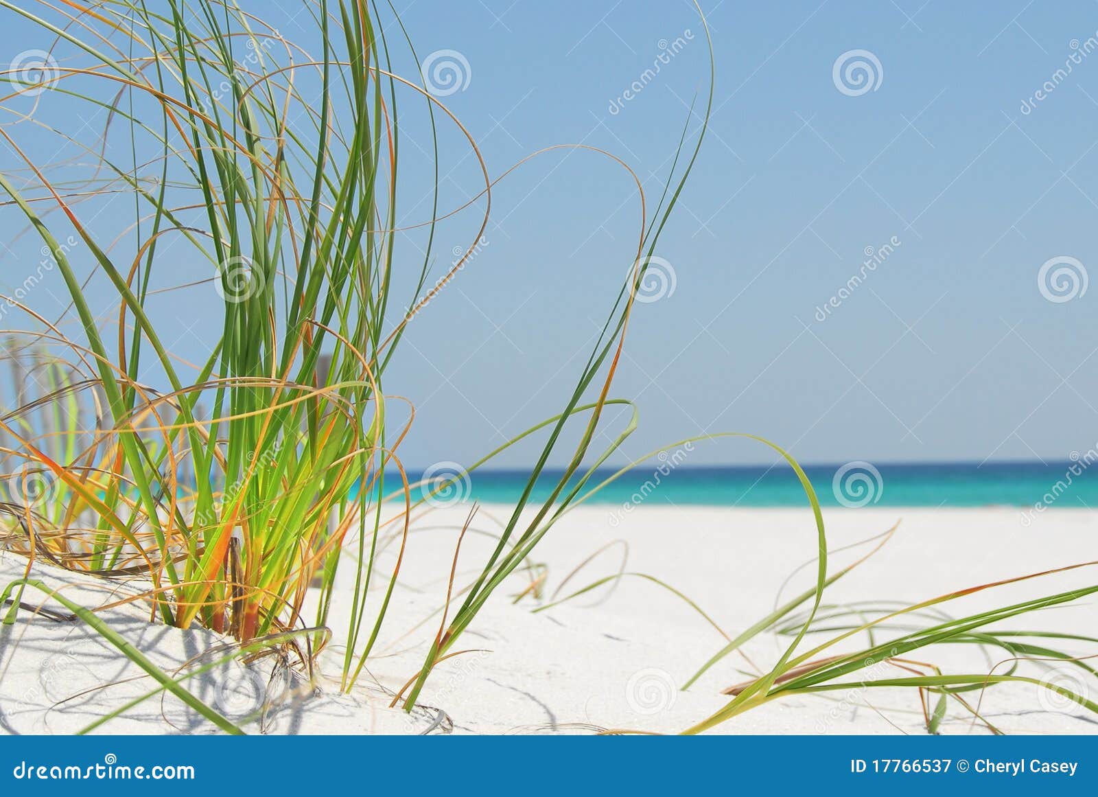 Sea Grass on Pensacola Beach Stock Image Image of seashore, seaoat