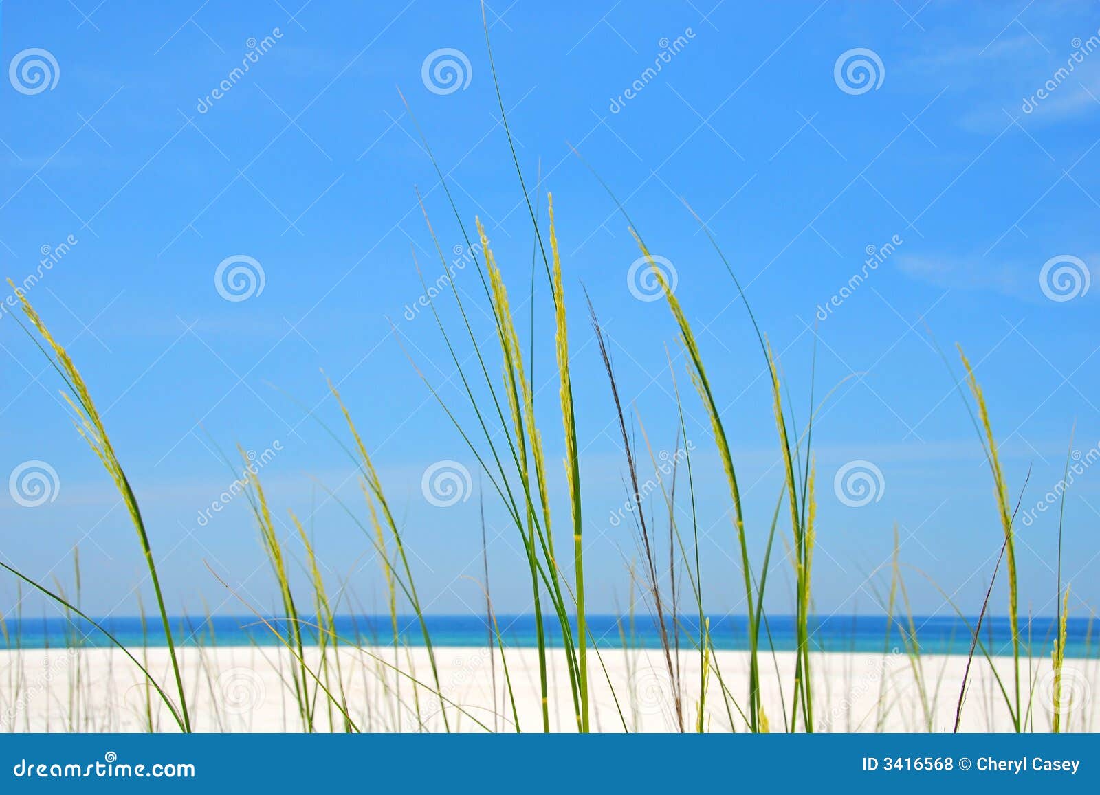 Sea Grass at Shore stock photo. Image of desolate, park 3416568
