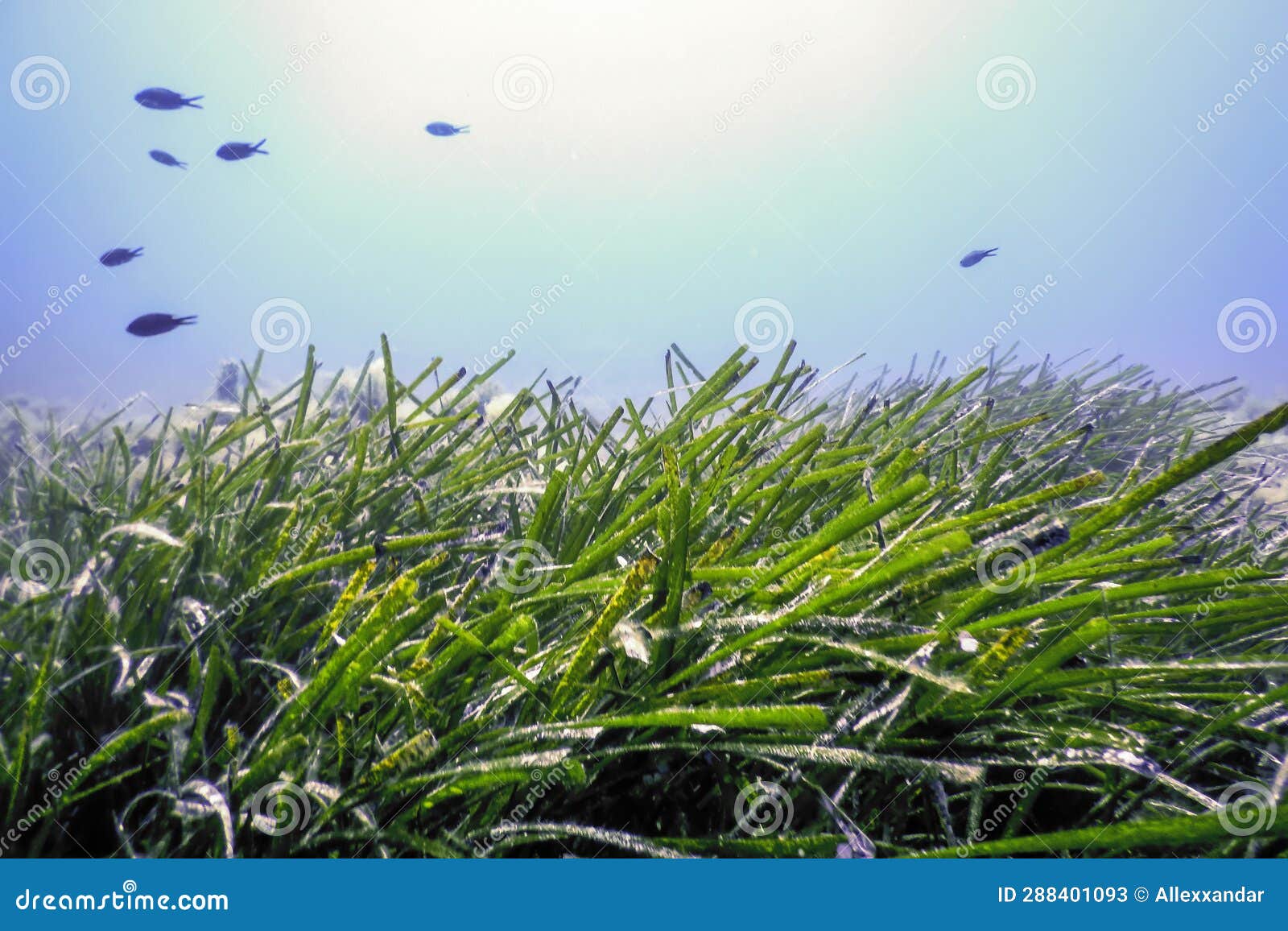 Sea Grass Underwater, Green Grass Stock Image Image of world