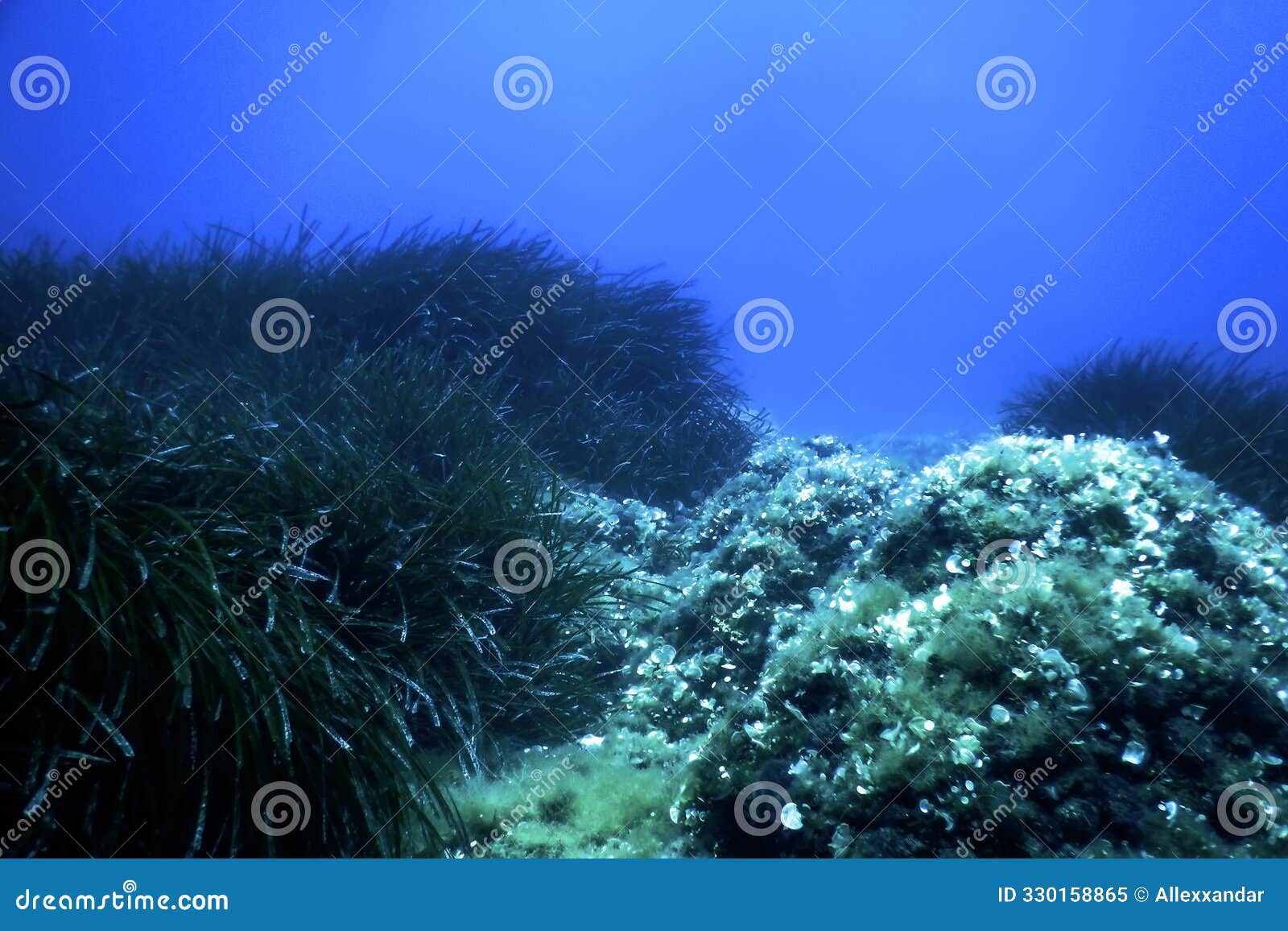 sea grass underwater, green grass