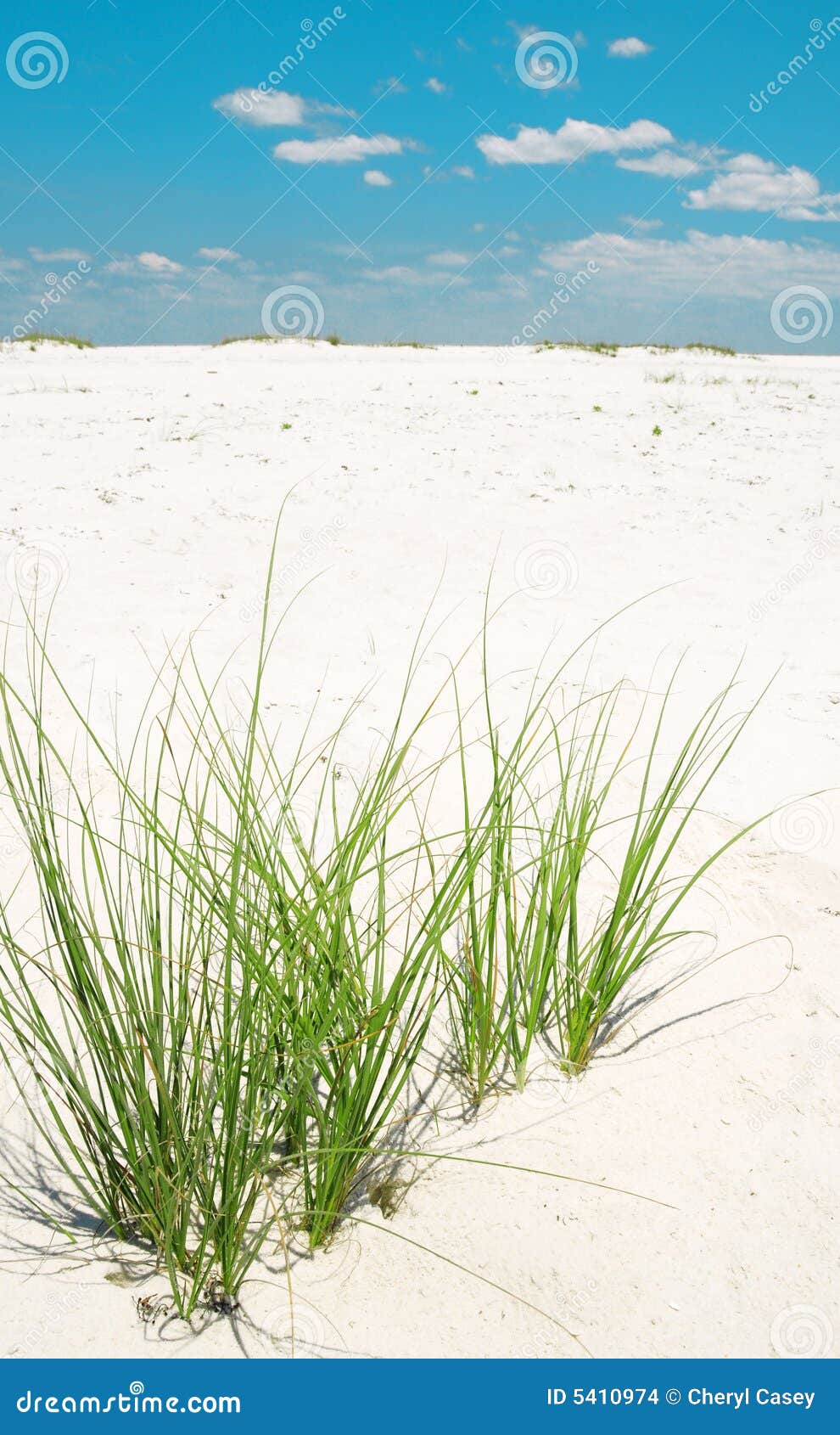 Sea Grasses on Beach stock photo. Image of pristine, panhandle 5410974