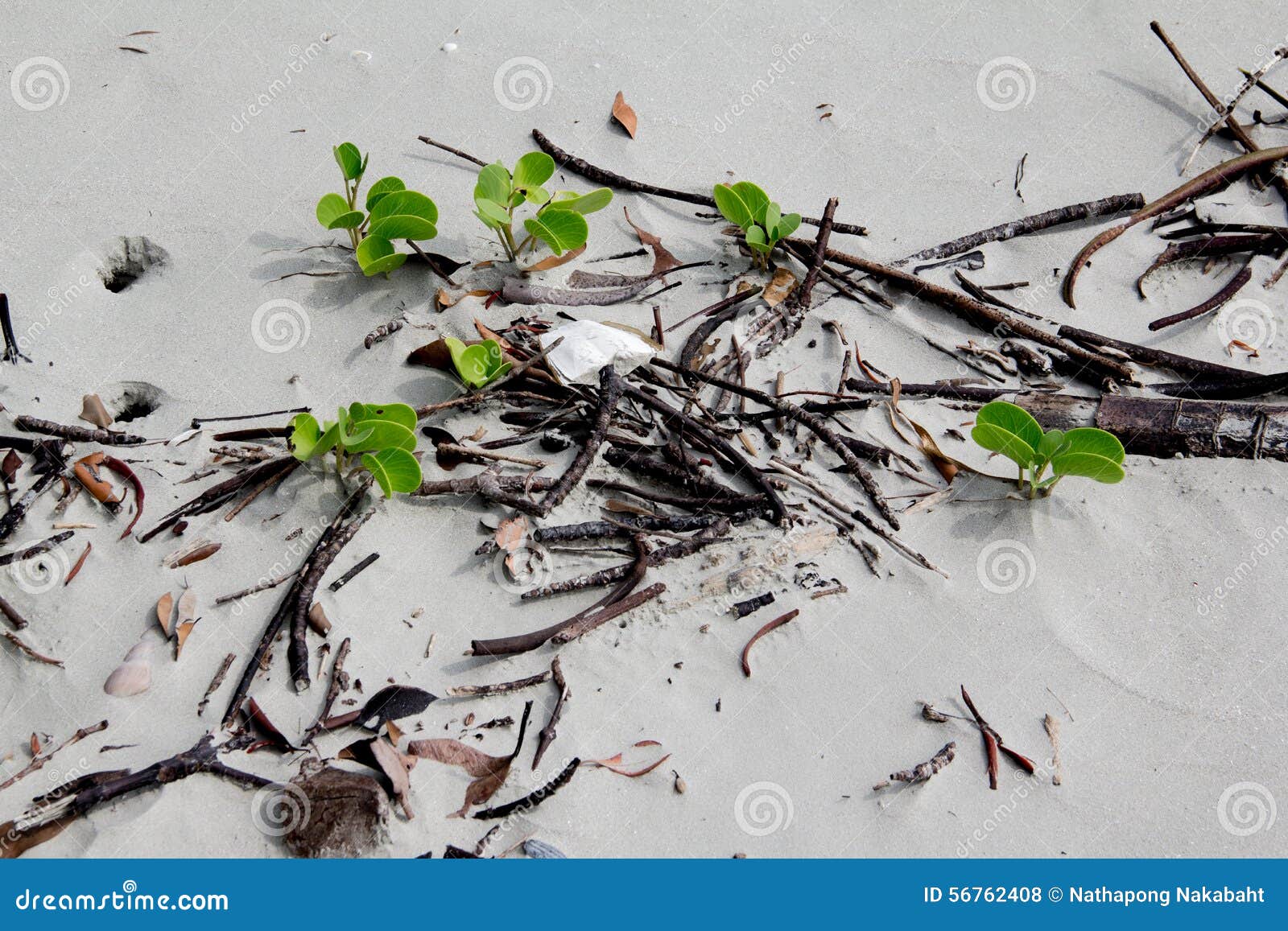 Sea Green Grass on the Beach. Stock Photo Image of ocean, outdoors