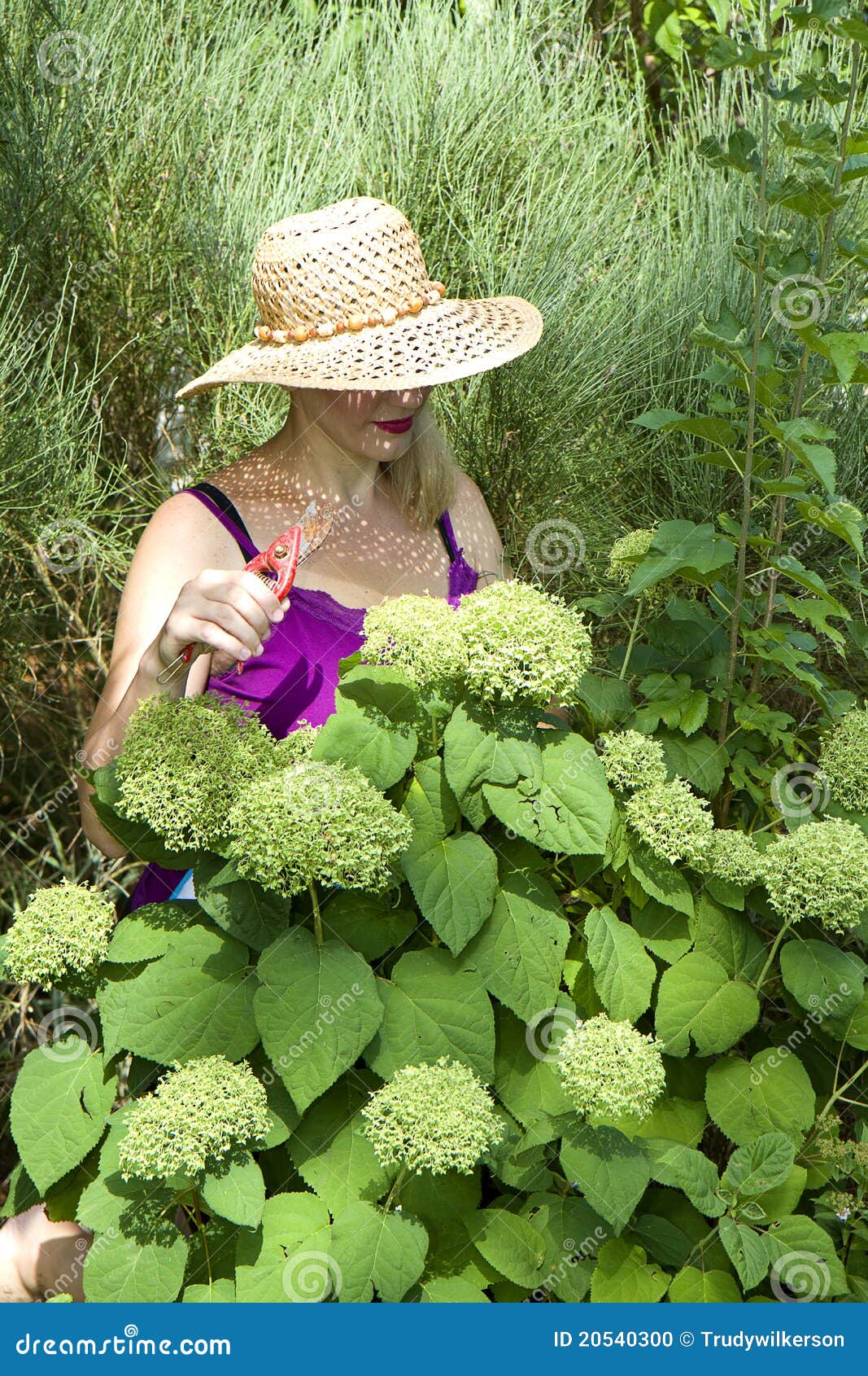 Sea of Green Hydrangeas stock photo. Image of home, hobby 20540300