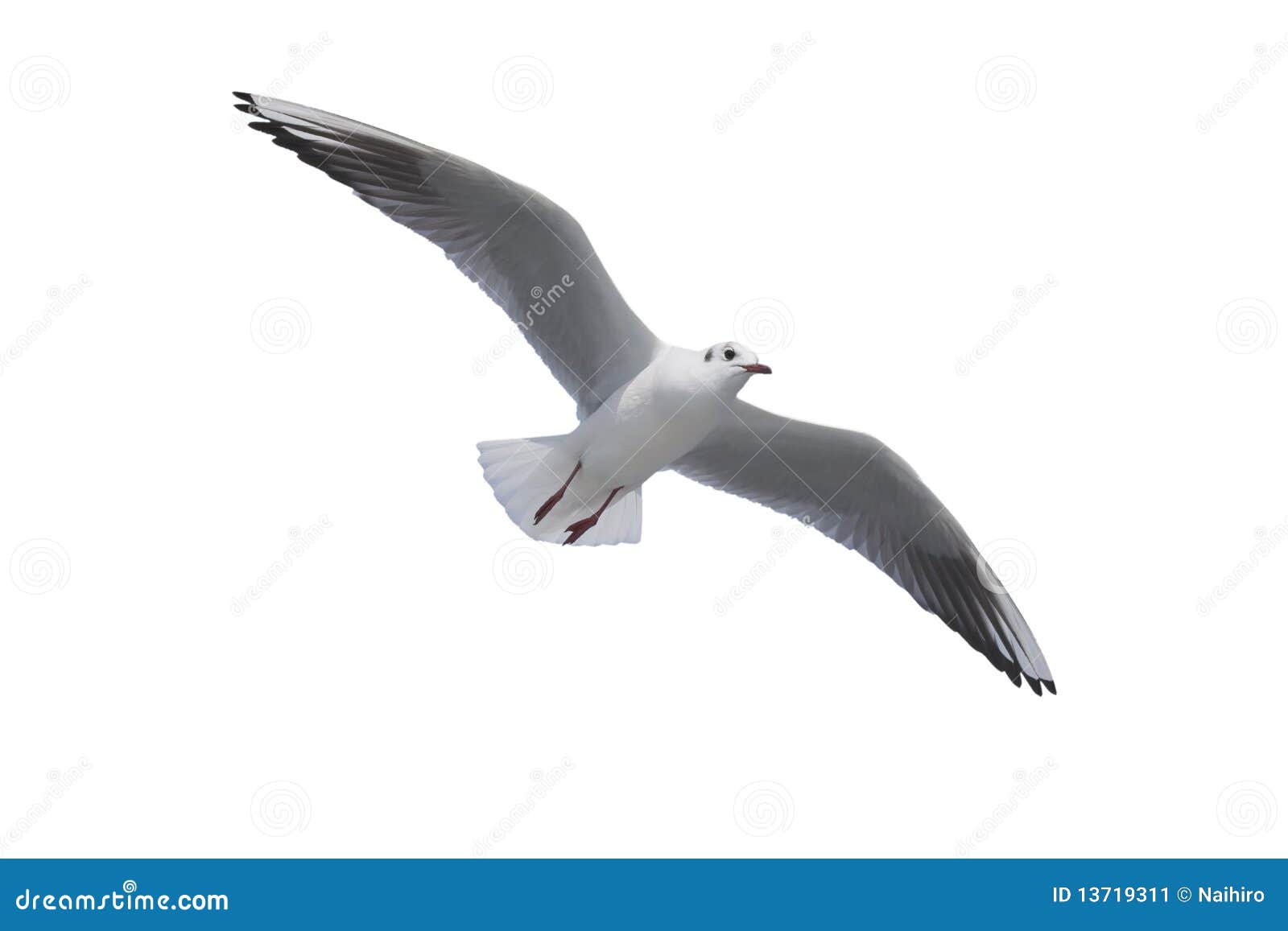 the sea gull in a white back flies