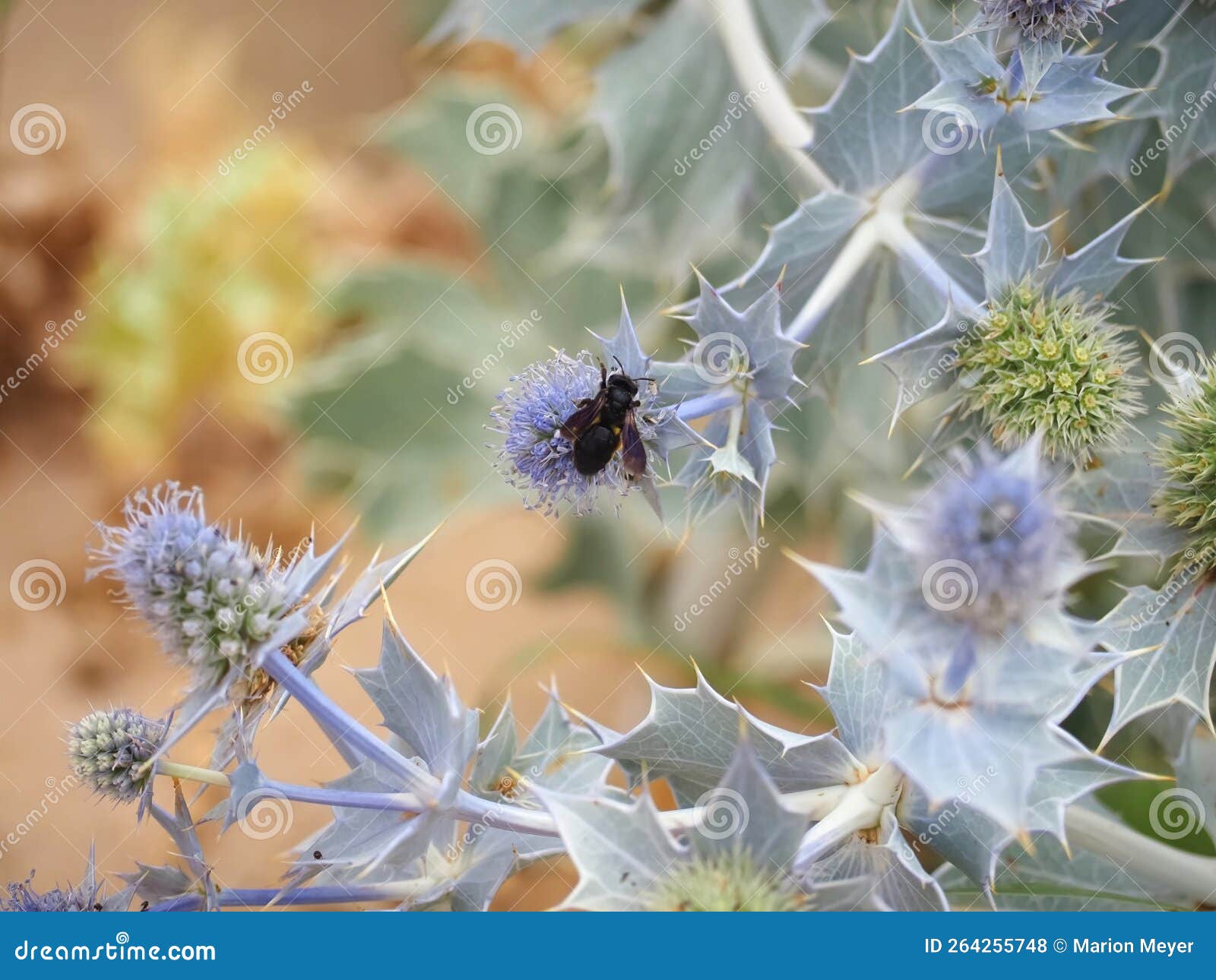Sea Holly Thistles at a Beach with Insects Stock Photo Image of eryngium, medicine 264255748