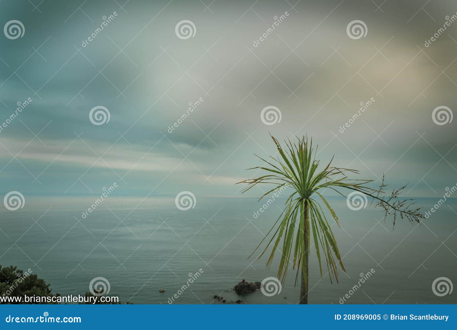 sea and horizon and tatty cabbage tree