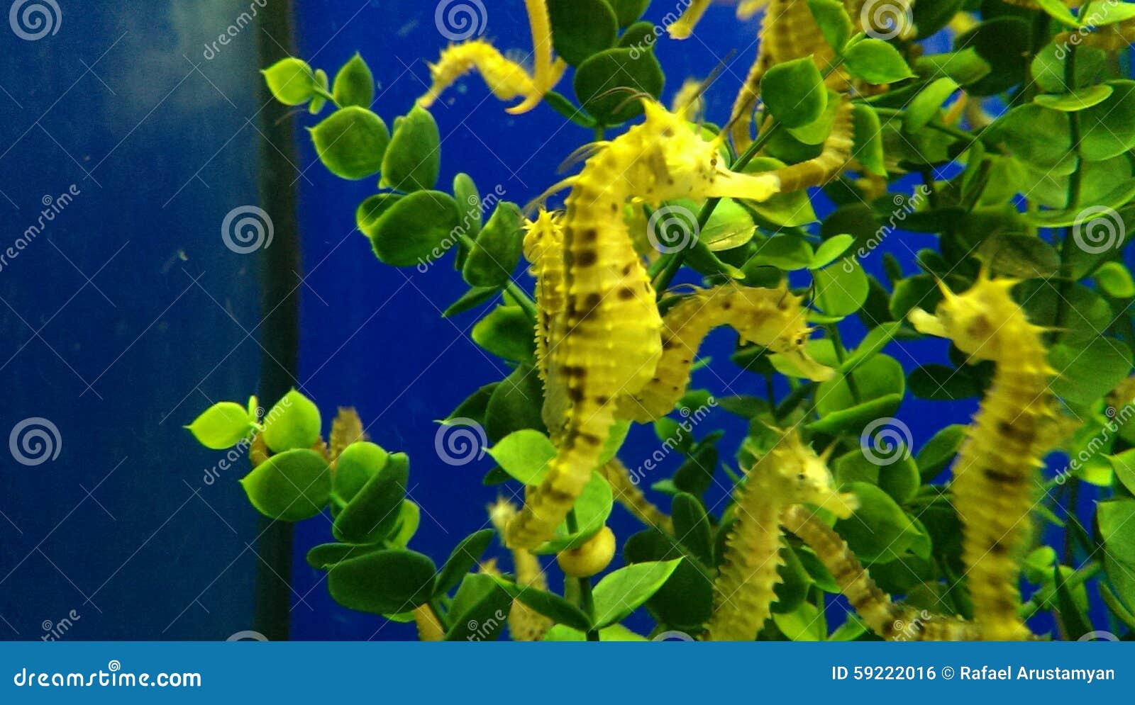 Sea horses in aquarium