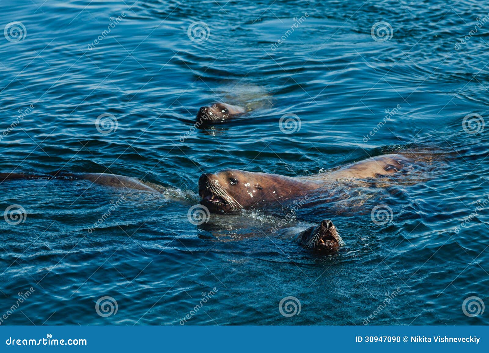 Sea king stock photo. Image of fauna, sealion, king, lion - 30947090 Sea king stock photo. Image of fauna, sealion, king, lion - 30947090
