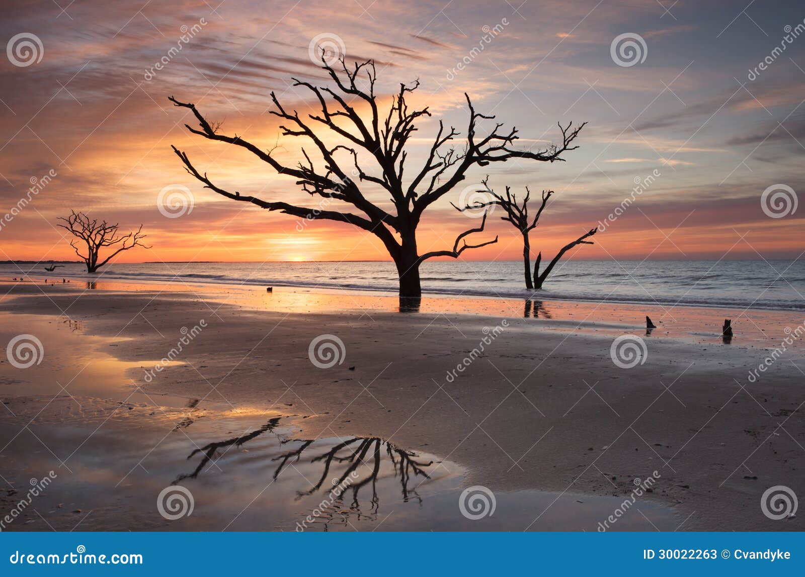 charleston sc botany bay sunrise tree on beach