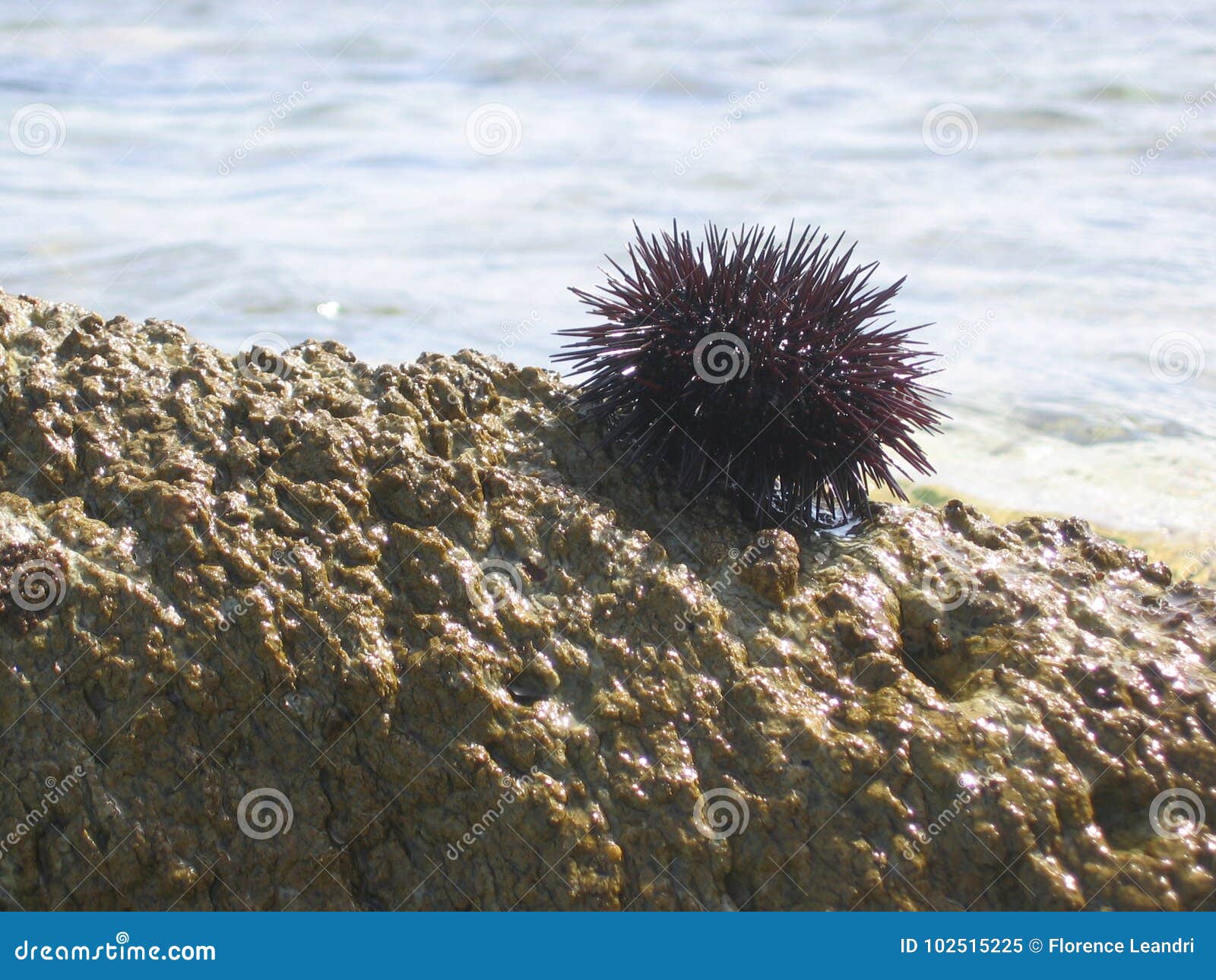 Foreground of a Small Sea Urchin on a Rock by the Sea. Greece. Stock Image - Image of hedgehogs, urchin: 102515225 Foreground of a Small Sea Urchin on a Rock by the Sea. Greece. Stock Image - Image of hedgehogs, urchin: 102515225