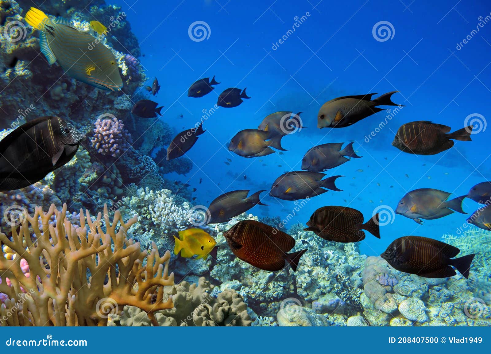 Sea Life Fish Underwater Landscape Maldives - Underwater Stock Photo ...