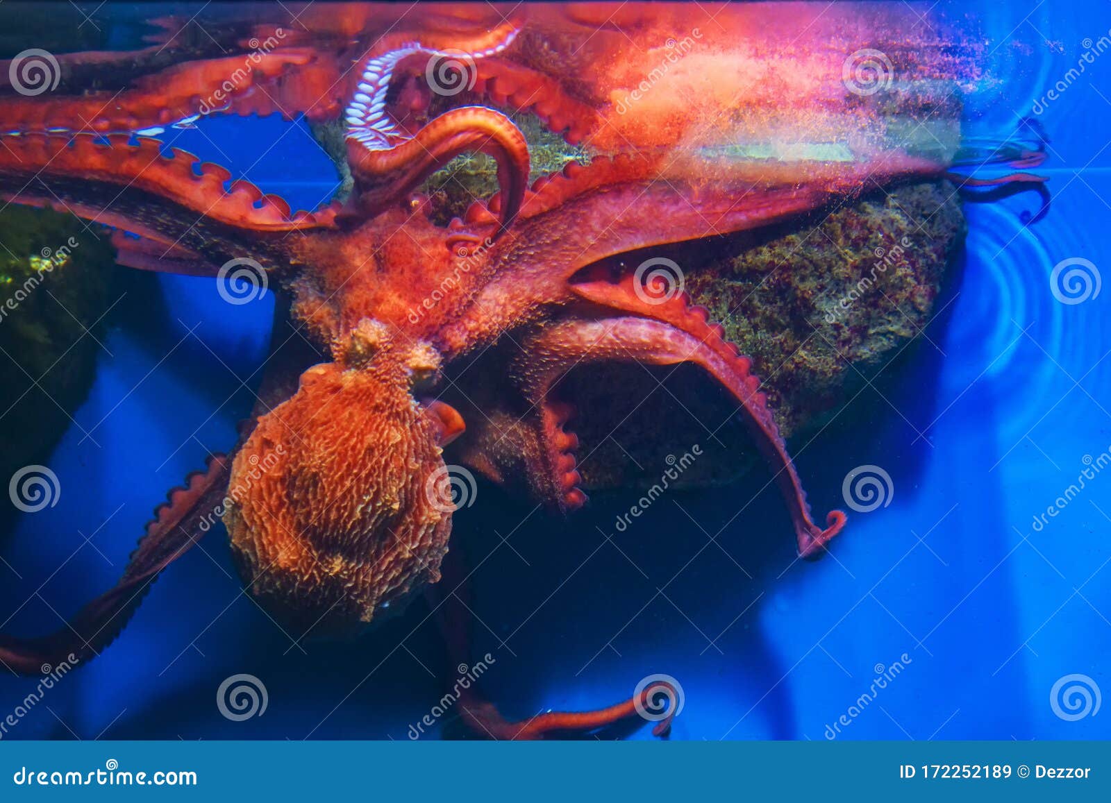 Sea Life of Red Octopus Feeding, Close Up View Stock Image Image of