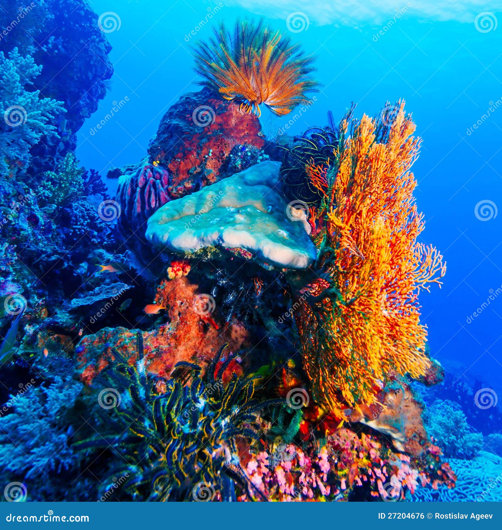 Sea Lilies On Colorful Tropical Reef Royalty Free Stock Image Image