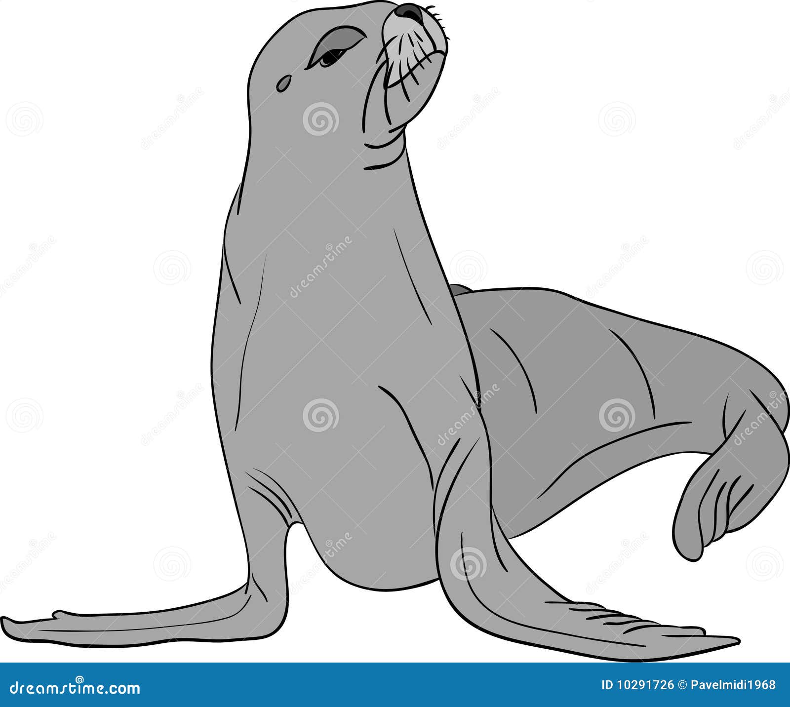 Sea-lion stock vector. Illustration of life, lion, ocean - 10291726